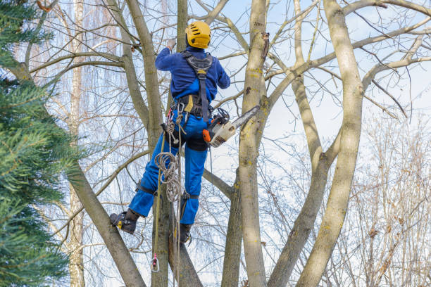 Best Weed Control  in Lyons, NJ