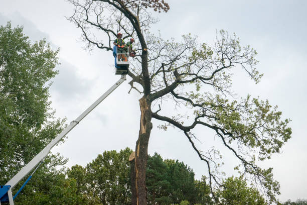 Best Leaf Removal  in Lyons, NJ