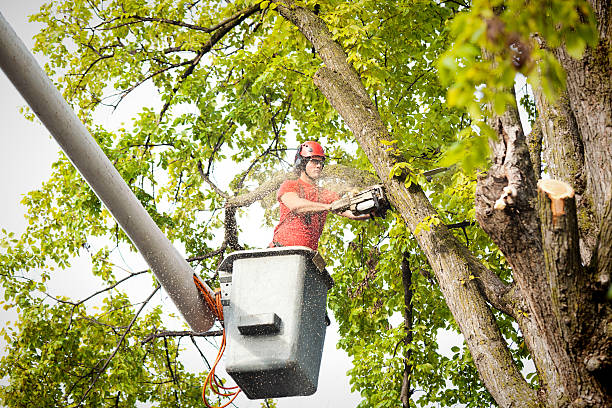 Best Commercial Tree Services  in Lyons, NJ