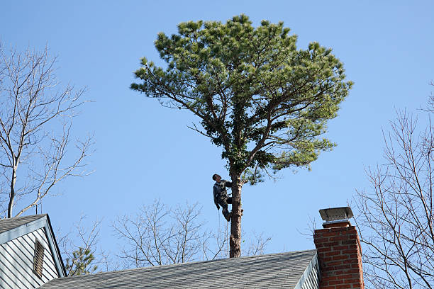 Best Tree Risk Assessment  in Lyons, NJ